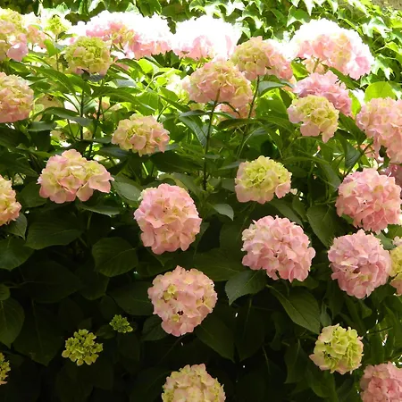 Appartement Brunor *